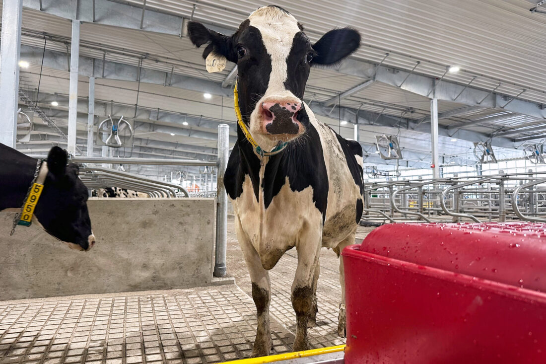 It's moo-ving day for dairy cattle at Michigan State